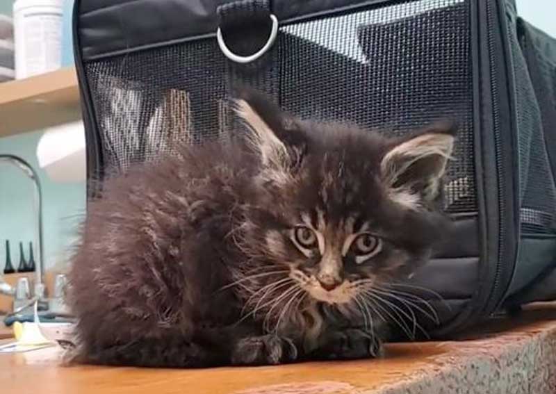 Carousel Slide 12: Kitten and puppy care